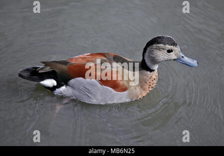 Beringt Teal Ente (callonetta leucophrys), Großbritannien Stockfoto