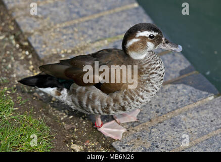 Beringt Teal Ente (callonetta leucophrys) Weiblich, Großbritannien Stockfoto