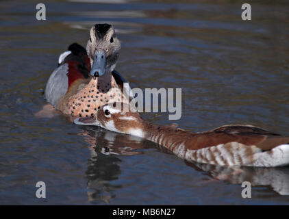 Beringt Teal Erpel und Ente (callonetta leucophrys) zu umwerben, Großbritannien Stockfoto