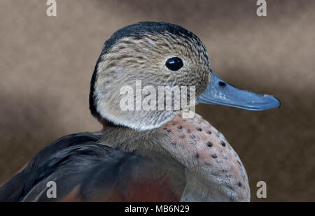 Beringt Teal Ente (callonetta leucophrys), Großbritannien Stockfoto