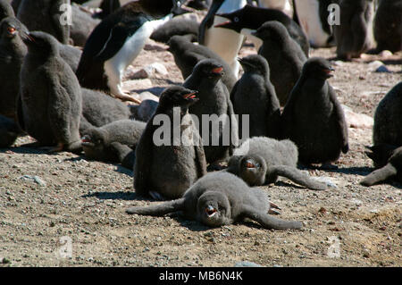 Teufel Insel, Antarktis, Adelie penguin Flügge in Kindergärten Stockfoto