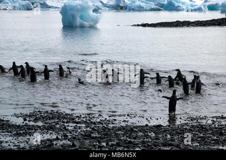 Teufel Insel, Antarktis, Gruppe von Adelie Pinguine Wasser von Pebble Beach Stockfoto