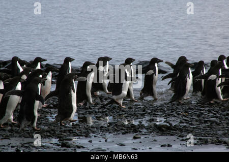 Teufel Insel, Antarktis, Gruppe von Adelie Pinguine auf Pebble Beach Stockfoto