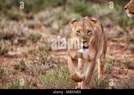 Löwin, Panthera leo, Roaming durch die Landschaft der Kalahari,, Kgalagadi Transfrontier Park, Südafrika, Afrika Stockfoto