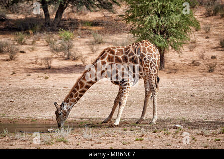 [Giraffe Giraffa Camelopardalis] in Kgalagadi Transfrontier Park trinken am Wasserloch, Südafrika, Afrika Stockfoto