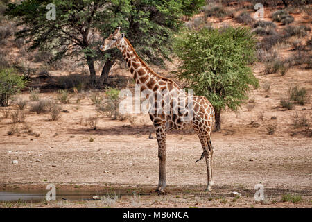 [Giraffe Giraffa Camelopardalis] in Kgalagadi Transfrontier Park, Südafrika, Afrika Stockfoto