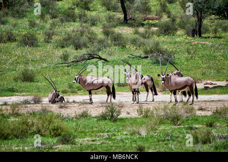 Herde Oryx (Oryx gazella oder gemsbok) im Kgalagadi Transfrontier Park, Südafrika, Afrika Stockfoto