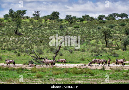 Herde Oryx (Oryx gazella oder gemsbok) im Kgalagadi Transfrontier Park, Südafrika, Afrika Stockfoto
