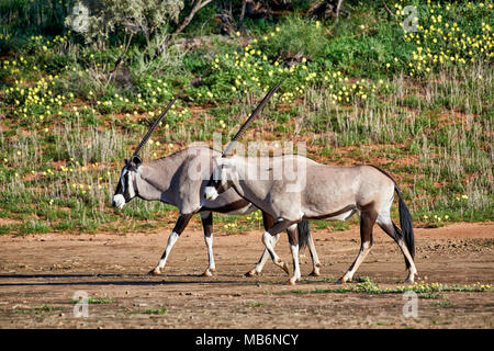 Herde Oryx (Oryx gazella oder gemsbok) im Kgalagadi Transfrontier Park, Südafrika, Afrika Stockfoto
