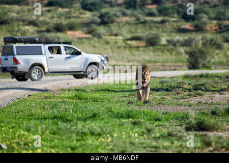 Touristen auf eine Self Drive Reise anschauen Ein männlicher Löwe patroling sein Territorium, Panthera leo, Kgalagadi Transfrontier Park, Südafrika, Afrika Stockfoto