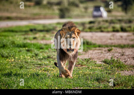 Männliche Löwe patroling sein Territorium, Panthera leo, Kgalagadi Transfrontier Park, Südafrika, Afrika Stockfoto