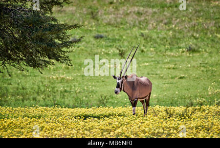 Oryx (Oryx gazella oder gemsbok) im Kgalagadi Transfrontier Park, Südafrika, Afrika Stockfoto