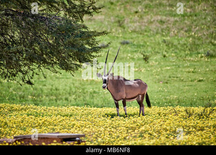 Oryx (Oryx gazella oder gemsbok) im Kgalagadi Transfrontier Park, Südafrika, Afrika Stockfoto