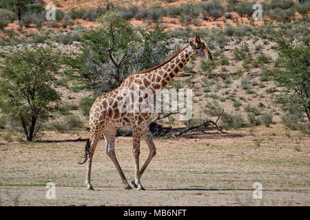 [Giraffe Giraffa Camelopardalis] in Kgalagadi Transfrontier Park, Südafrika, Afrika Stockfoto