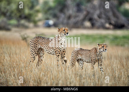 Cheetah mit älteren Cub auf der Pirsch, Acinonyx jubatus, Kgalagadi Transfrontier Park Stockfoto
