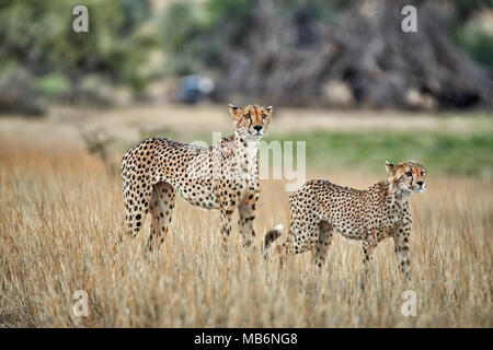 Cheetah mit älteren Cub auf der Pirsch, Acinonyx jubatus, Kgalagadi Transfrontier Park Stockfoto