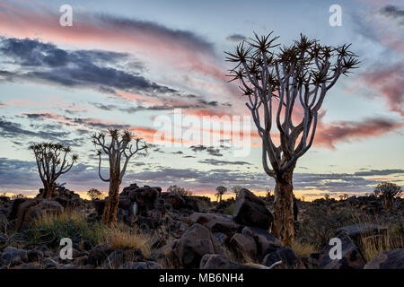 Sonnenuntergang im Köcherbaumwald, Aloe dichotoma, Bauernhof Garas, mesosaurus Fossil Site, Keetmanshoop, Namibia, Afrika Stockfoto