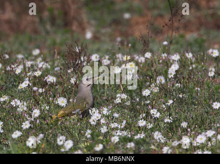 Graue Specht (Picus canus jessoensis) erwachsenen Weibchen auf dem Boden inmitten von Gänseblümchen Beidaihe, Hebei, China kann Stockfoto