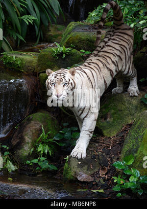 Bengal Tiger im Dschungel