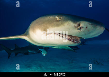 Lemon shark rund um die Bahamas in Tiger Beach Stockfoto