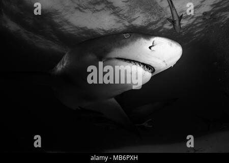 Lemon shark rund um die Bahamas in Tiger Beach Stockfoto