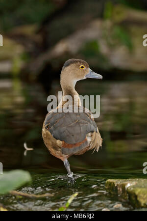 Wandering Pfeifen Ente (dendrocygna Arcuata), Großbritannien Stockfoto