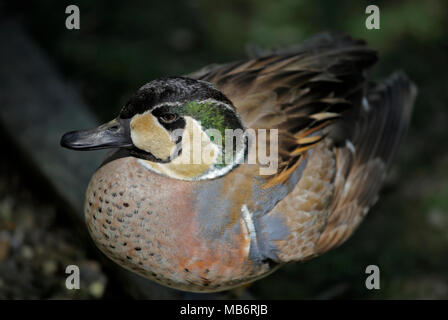 Baikal Krickente (Anas Formosa), UK Stockfoto