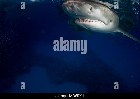 Lemon shark Bahamas Stockfoto