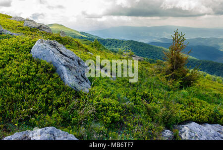 Baum zwischen den Felsen am Hang. schöne Landschaft in den Bergen an einem bewölkten Tag Stockfoto