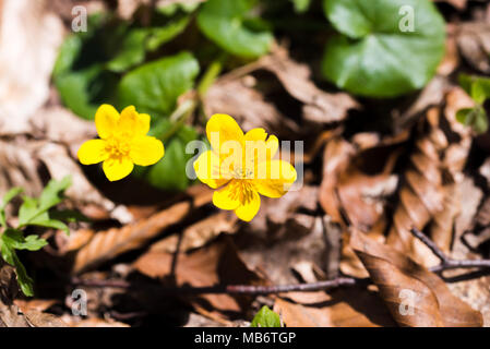 Sumpfdotterblumen im Wald im Frühling, Caltha palustris, Blumen, selektiver Fokus, Makro Stockfoto