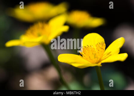 Sumpfdotterblumen im Wald im Frühling, Caltha palustris, Blumen, selektiver Fokus, Makro Stockfoto