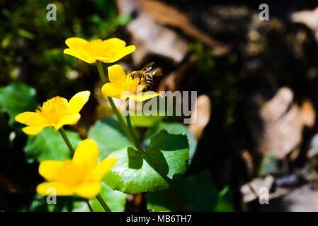 Sumpfdotterblumen im Wald im Frühling, Caltha palustris, Blumen, selektiver Fokus, Makro Stockfoto