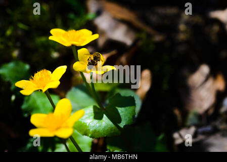 Sumpfdotterblumen im Wald im Frühling, Caltha palustris, Blumen, selektiver Fokus, Makro Stockfoto