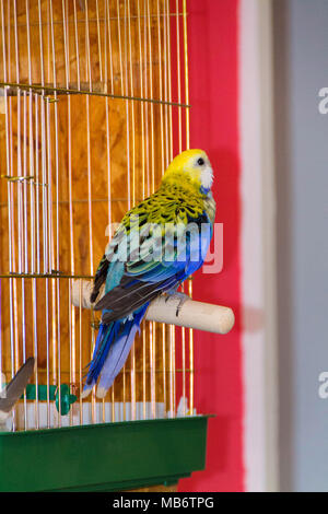 Papagei, blau Rosella. Der Papagei ist sitzend vor seinem Käfig Stockfoto