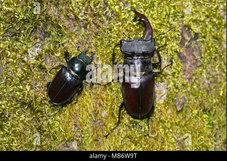 Männliche und weibliche von Lucanus cervus. Bild in Spanien geführt. Stockfoto