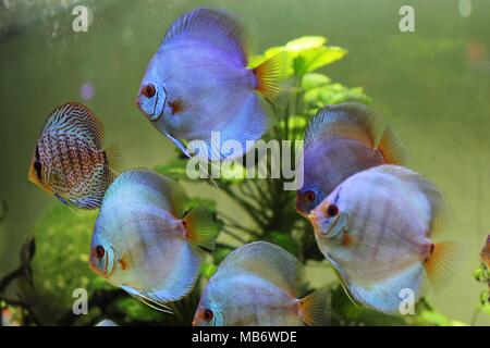 Blauer Diskus und bunten Diskusfische (Symphysodon aequifasciatus) im Aquarium Stockfoto