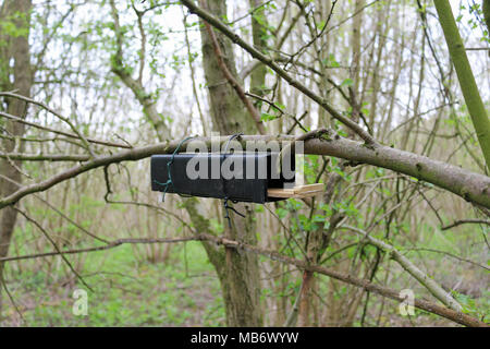 Aus schwarzem Kunststoff und Holz Haselmaus (Muscardinus avellanarius) Nest tube Umfrage Feld unter einem Baum mit einem Hintergrund von Wald Bäume befestigt. Stockfoto