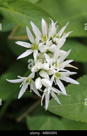 Weiß Bärlauch (Allium ursinum), auch als Bärlauch bekannt, Blumen in enger mit Blätter im Hintergrund. Stockfoto