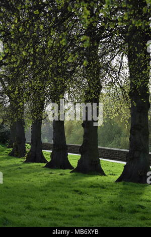 Reihe von Bäumen entlang des River Dee Chester Stockfoto