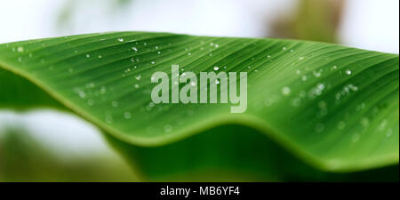 Wassertropfen auf einem Bananenblatt Nahaufnahme. Stockfoto