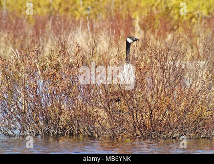 Männliche Kanadagans stehend auf Guard über seinen nistplatz. Der frühe Frühling in den Sumpfgebieten Stockfoto