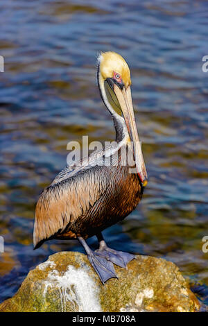 Braune Pelikane in St. Andrews State Park, Panama City, Florida fotografiert. USA Stockfoto