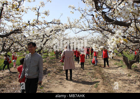 Shijiazhuang, Provinz Hebei Provinz Chinas. 7 Apr, 2018. Touristen genießen die Aussicht von pear Blüten an Zhoujiazhuang Township von Jinzhou City, im Norden der chinesischen Provinz Hebei, April 7, 2018. Credit: Jia Zaixing/Xinhua/Alamy leben Nachrichten Stockfoto