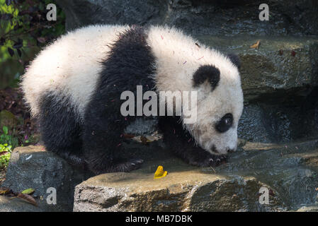 Chengdu Chengdu, China. 8 Apr, 2018. Chengdu, China - Adorable Riesenpandas in Chengdu Panda Forschungs- und Aufzuchtstation in Chengdu gesehen werden kann, im Südwesten der chinesischen Provinz Sichuan. Credit: SIPA Asien/ZUMA Draht/Alamy leben Nachrichten Stockfoto