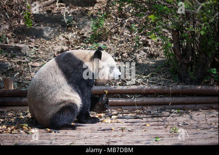 Chengdu Chengdu, China. 8 Apr, 2018. Chengdu, China - Adorable Riesenpandas in Chengdu Panda Forschungs- und Aufzuchtstation in Chengdu gesehen werden kann, im Südwesten der chinesischen Provinz Sichuan. Credit: SIPA Asien/ZUMA Draht/Alamy leben Nachrichten Stockfoto