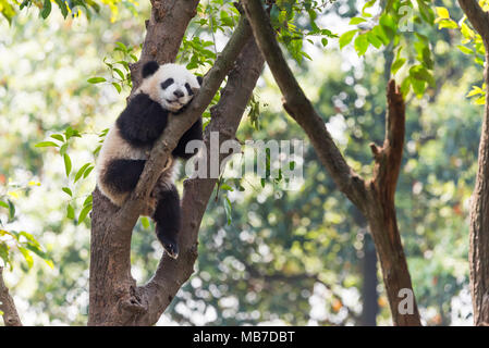 Chengdu Chengdu, China. 8 Apr, 2018. Chengdu, China - Adorable Riesenpandas in Chengdu Panda Forschungs- und Aufzuchtstation in Chengdu gesehen werden kann, im Südwesten der chinesischen Provinz Sichuan. Credit: SIPA Asien/ZUMA Draht/Alamy leben Nachrichten Stockfoto