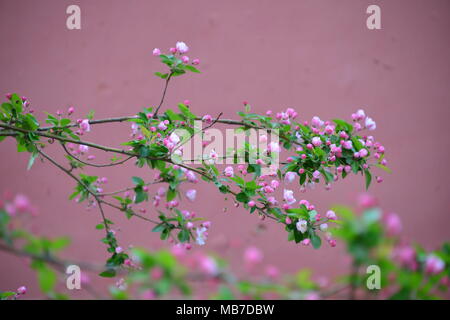 Peking, Peking, China. 7 Apr, 2018. Peking, China bis 7. April 2018: Blumen blühen in der Verbotenen Stadt in Peking. Credit: SIPA Asien/ZUMA Draht/Alamy leben Nachrichten Stockfoto