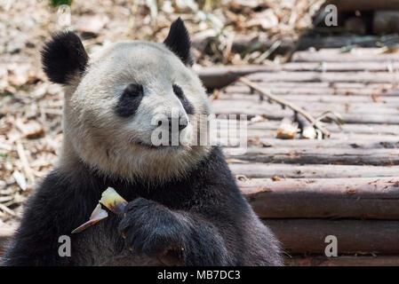 Chengdu Chengdu, China. 8 Apr, 2018. Chengdu, China - Adorable Riesenpandas in Chengdu Panda Forschungs- und Aufzuchtstation in Chengdu gesehen werden kann, im Südwesten der chinesischen Provinz Sichuan. Credit: SIPA Asien/ZUMA Draht/Alamy leben Nachrichten Stockfoto