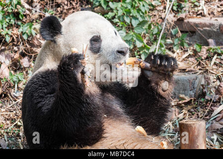 Chengdu Chengdu, China. 8 Apr, 2018. Chengdu, China - Adorable Riesenpandas in Chengdu Panda Forschungs- und Aufzuchtstation in Chengdu gesehen werden kann, im Südwesten der chinesischen Provinz Sichuan. Credit: SIPA Asien/ZUMA Draht/Alamy leben Nachrichten Stockfoto