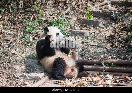 Chengdu Chengdu, China. 8 Apr, 2018. Chengdu, China - Adorable Riesenpandas in Chengdu Panda Forschungs- und Aufzuchtstation in Chengdu gesehen werden kann, im Südwesten der chinesischen Provinz Sichuan. Credit: SIPA Asien/ZUMA Draht/Alamy leben Nachrichten Stockfoto